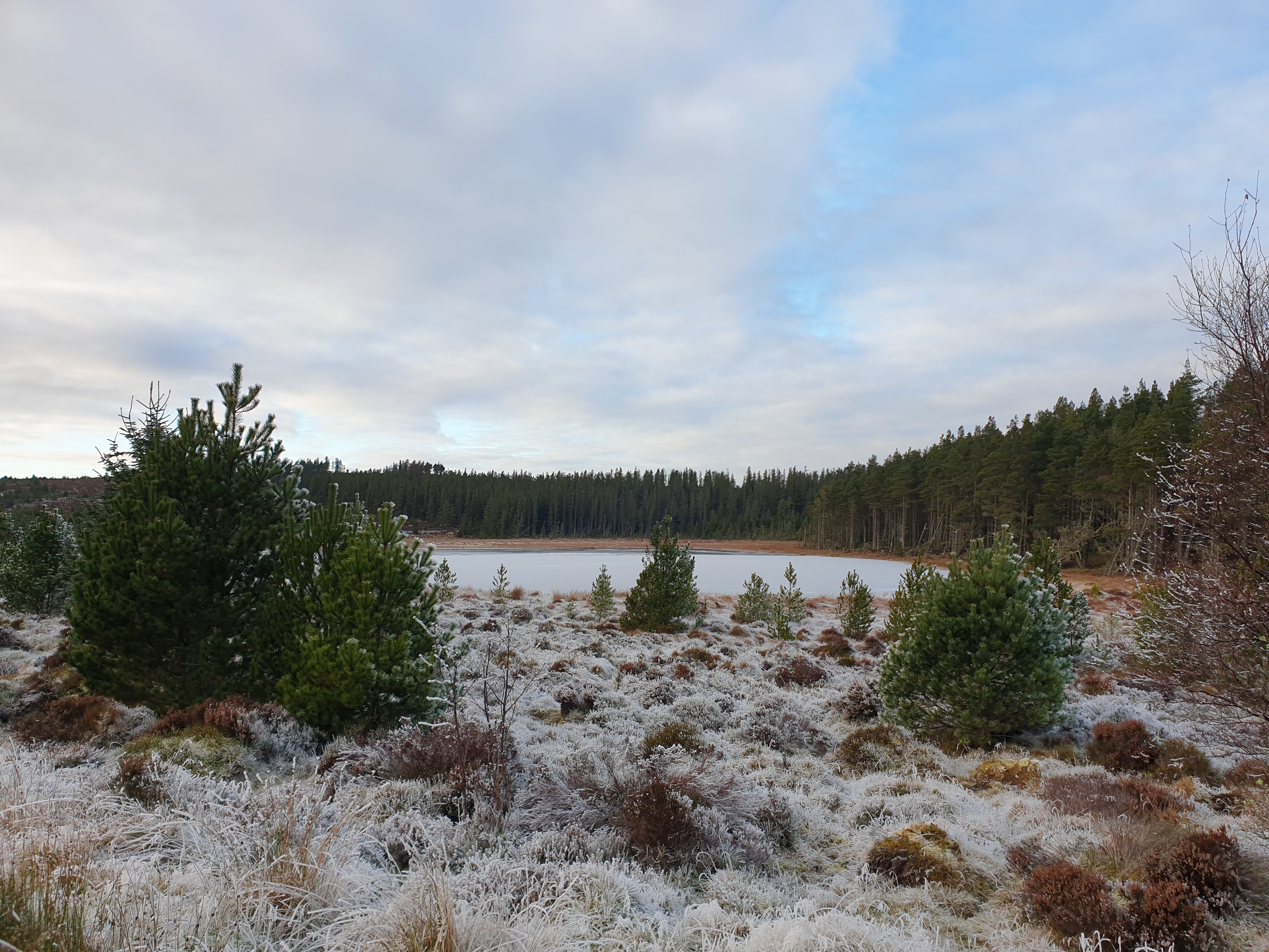 Frost covered scene in the highlands, fern and gorse leading down to small loch with pine trees in the background 