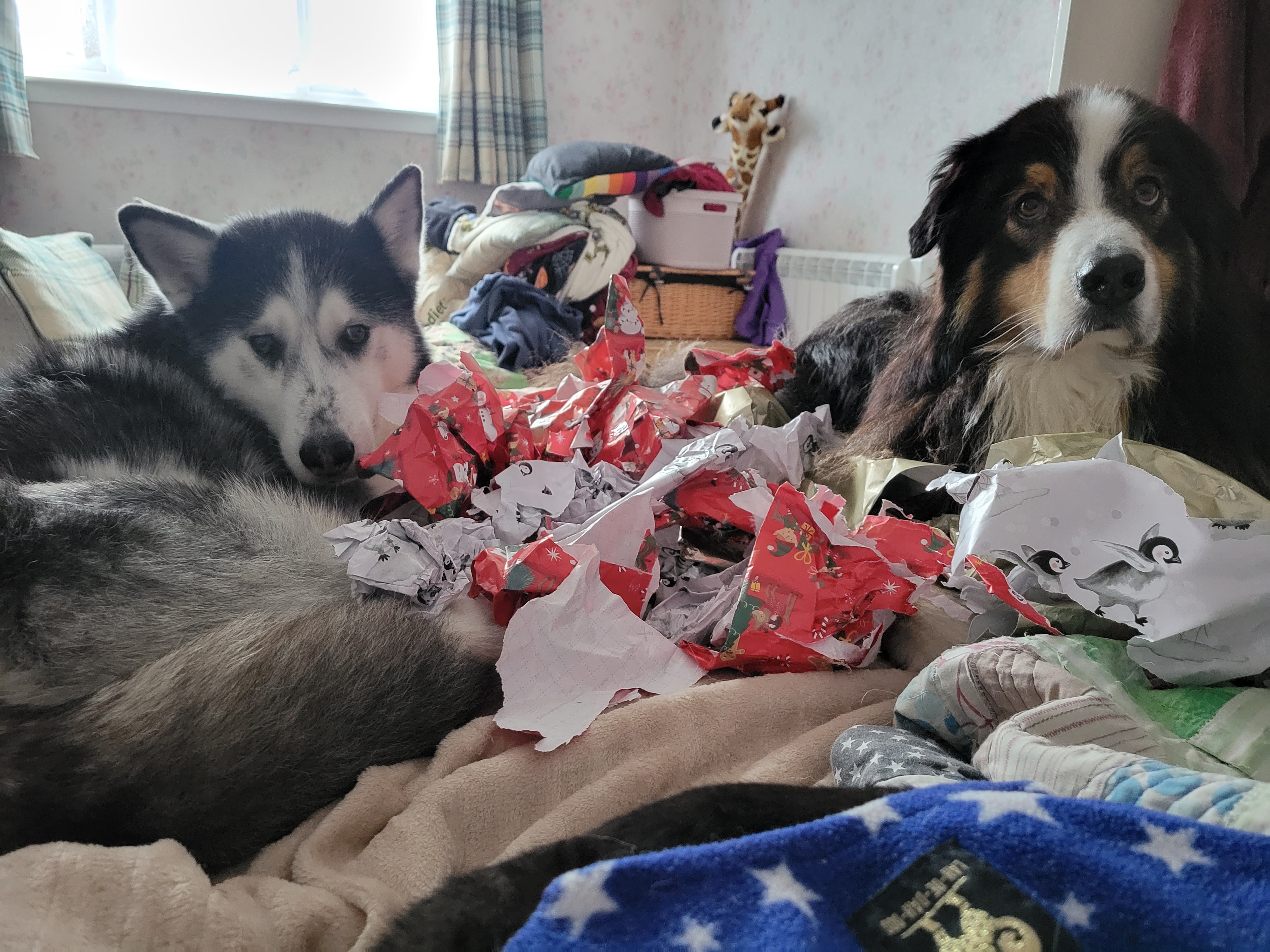 Husky and Aussie helping us open our christmas presents 