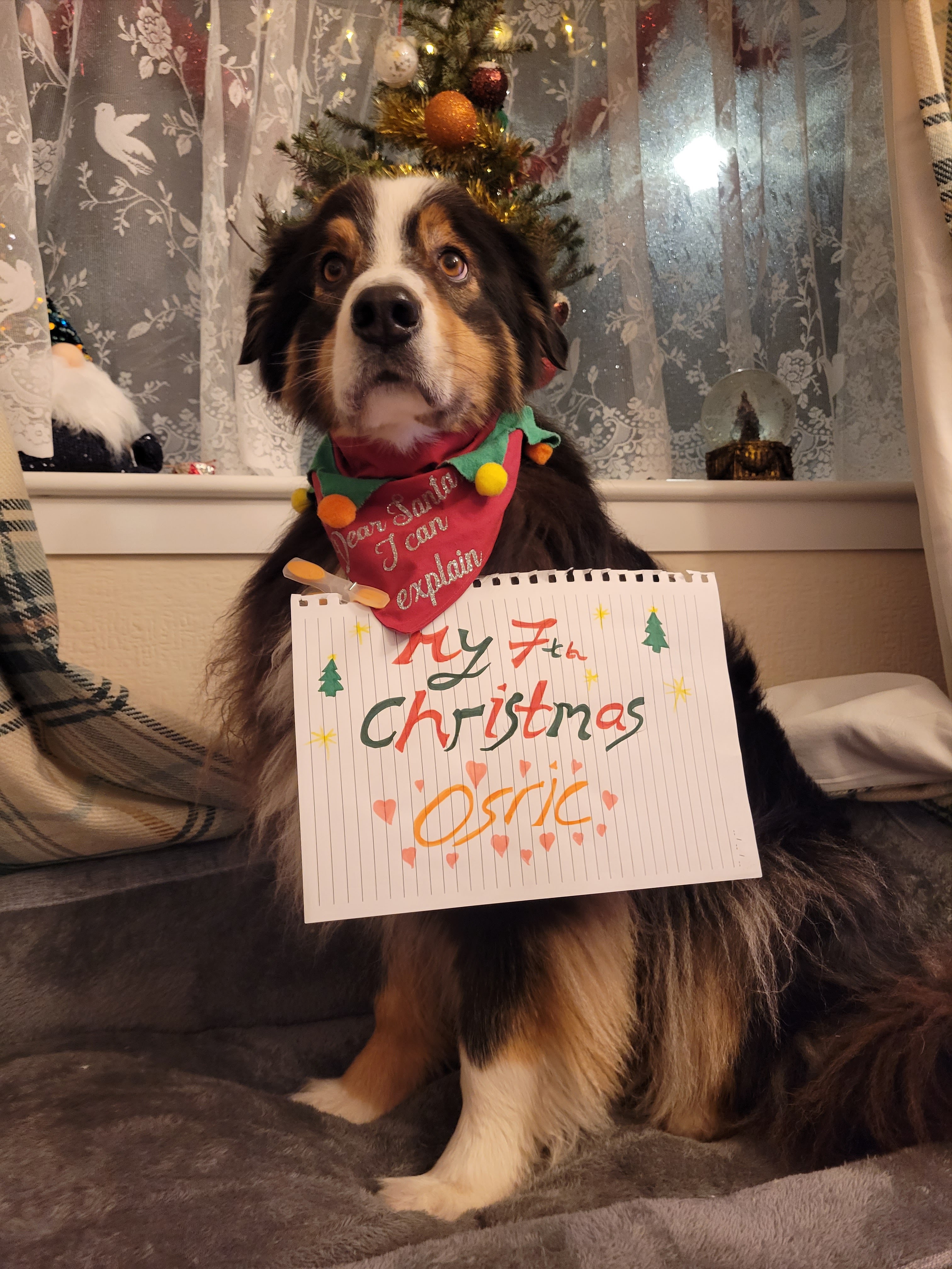 Osric's Christmas photo - my 7th Christmas 