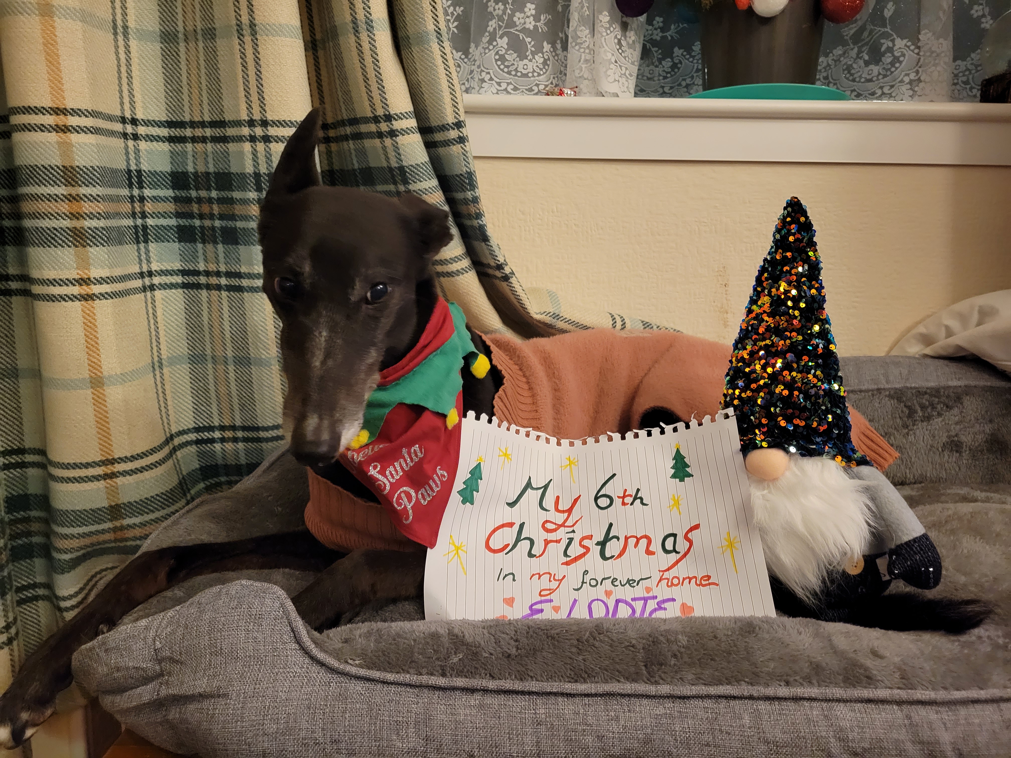 Elodie's 6th Christmas in her forever home 