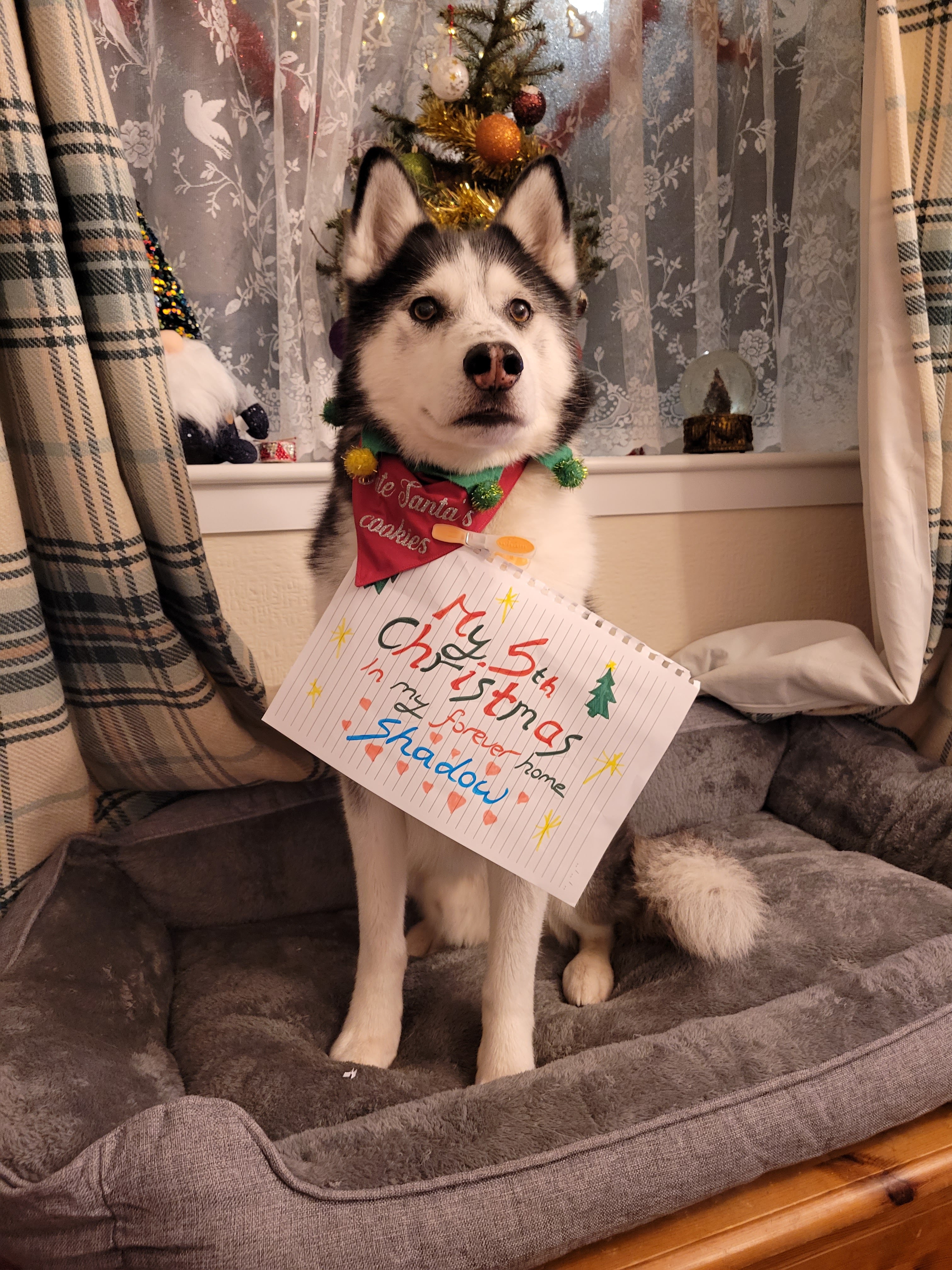 Shadow's 5th Christmas in his forever home  