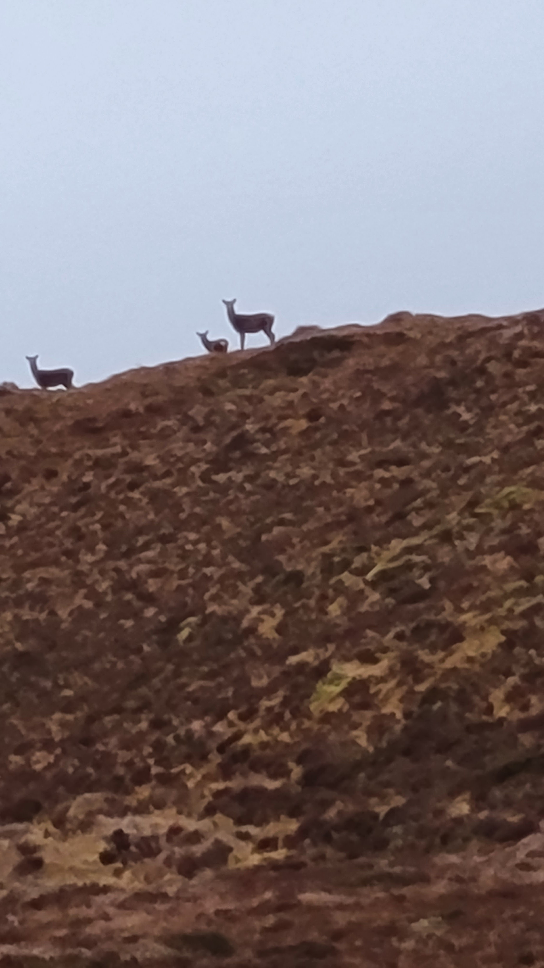 Deer in Knockan Crag
